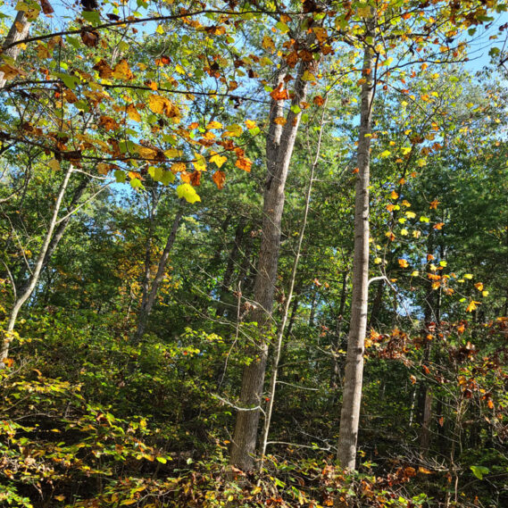 Glenwood Forest Homeowner's Association